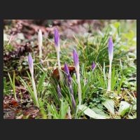 2016-02-04 Crocus tommasinianus.jpg