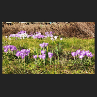 2017-03-13_Crocus_tommasinianus.jpg