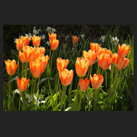 2017-04-09__Tulipa_Fosteriana_orange.jpg