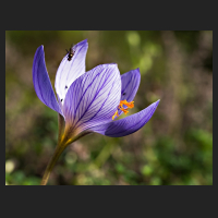 2017-10-01_Crocus_speciosus_02.jpg