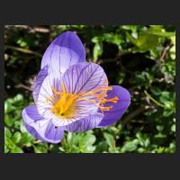 2017-10-01_Crocus_speciosus_03.jpg