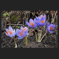 2017-11-23_Crocus_speciosus_03.jpg