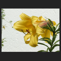 2012-07_Lilium_Royal_Gold_2.jpg