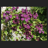 2015-09-18_Clematis_viticella_Etoile_Violette.jpg