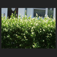 2014-05-31_Ligustrum.jpg