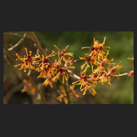 2016-02-11_Hamamelis_intermedia_Aphrodite_2.jpg