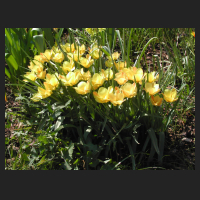 2005-05_Tulipa_batalinii.jpg