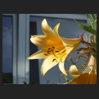 2012-07 Lilium African Queen.jpg