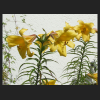 2012-07 Lilium Royal Gold.1.jpg