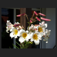 2012-07 Lilium regale.jpg