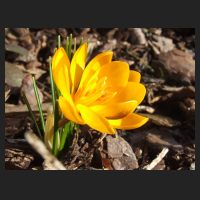 2013-03-04_Crocus_chrysantus_Sunkist.jpg