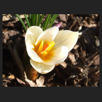 2013-03-04_Crocus_sieberi_Bowles_White.jpg