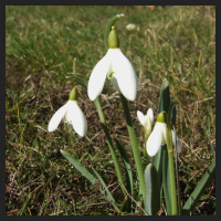 2013-03-05 Galanthus nivalis.jpg