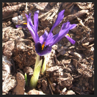 2013-03-06 Iris reticulata Violet Beauty.jpg