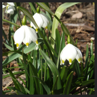 2013-03-06 Leucojum vernum.jpg