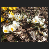 2013-04-01_Crocus_sieberi_Bowles_White.jpg