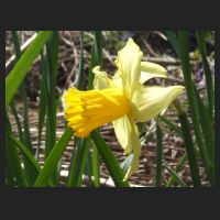 2013-04-20_Narcissus_February_Gold.jpg