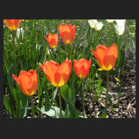 2013-04-28_Tulipa_fosteriana_Orange_Emperor_2.jpg