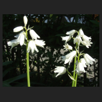 2013-05-21 Hyacinthoides hispanica White Triumphator.jpg