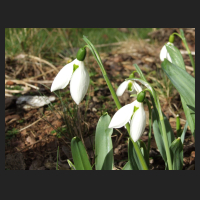 2014-02-09 Galanthus elwesii.jpg