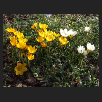 2014-02-20 Crocus chrysantus Sunkist 1.jpg