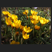 2014-02-20 Crocus chrysantus Sunkist 2.jpg