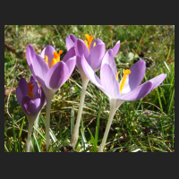 2014-02-20 Crocus tommasinianus.jpg