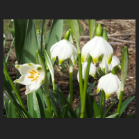 2014-02-20 Leucojum vernum.jpg