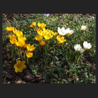 2014-02-20_Crocus_chrysantus_Sunkist_1.jpg