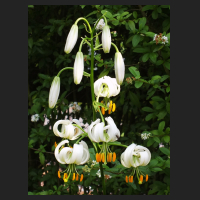 2014-06-13 Lilium martagon album.jpg