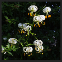 2014-06-18 Lilium martagon album 1.jpg