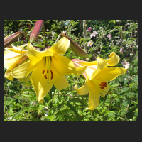 2014-07-04 Lilium Royal Gold.jpg