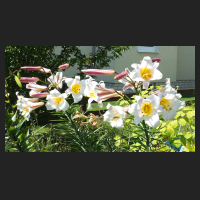 2014-07-04 Lilium regale 1.jpg