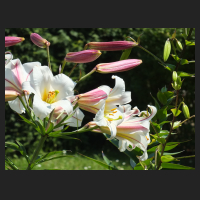 2014-07-04 Lilium regale 2.jpg