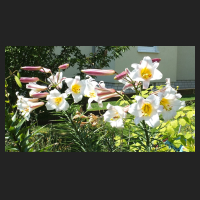 2014-07-04_Lilium_regale_1.jpg