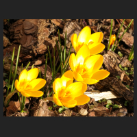 2015-02-25 Crocus chrysantus Sunkist.jpg