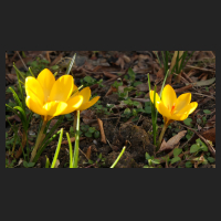 2015-03-08 Crocus chrysanthus Sunkist.jpg