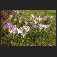 2015-03-08 Crocus tommasinianus 1.jpg