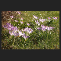 2015-03-08_Crocus_tommasianus_1.jpg