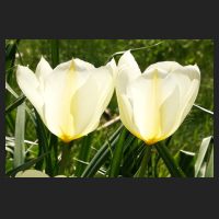 2015-04-16_Tulipa_Purissima.jpg