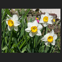 2015-04-21 Narcissus Flower Record 1.jpg