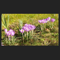 2016-03-08 Crocus tommasinianus 1.jpg