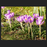 2016-03-08_Crocus_tommasianus_2.jpg