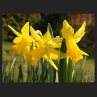 2016-03-08_Narcissus_February_Gold.jpg