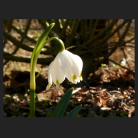 2016-03-17 Leucojum vernum vagneri.jpg