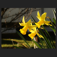 2016-03-17_Narcissus_February_Gold.jpg