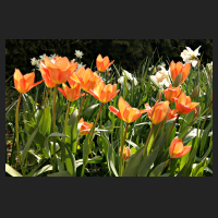 2016-04-10_Tulipa_fosteriana_Orange_Emperor.jpg