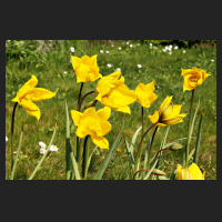 2016-04-10_Tulipa_sylvestris.jpg