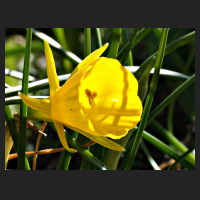 2016-04-22_Narcissus_Golden_Bells.jpg