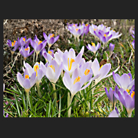 2017-03-04_Crocus_tommasianus.jpg